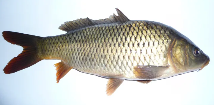 Tipos de cebo para pesca de carpa