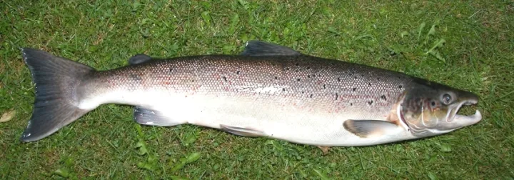 Salmónidos: los reyes de las aguas frías