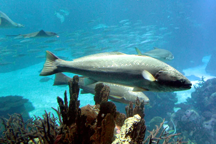 Mejores épocas para pescar corvina en estuarios