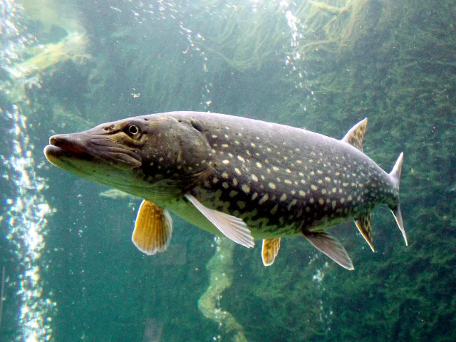 Zonas de pesca más productivas