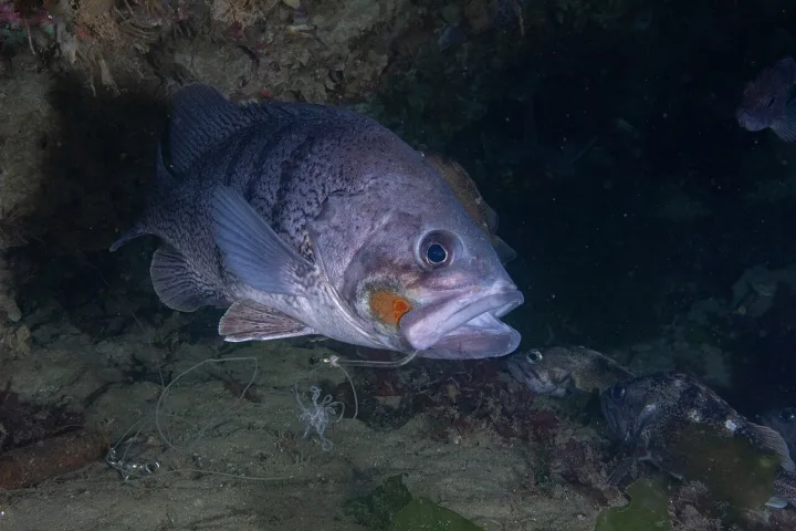 Especies marinas de la zona y tallas mínimas