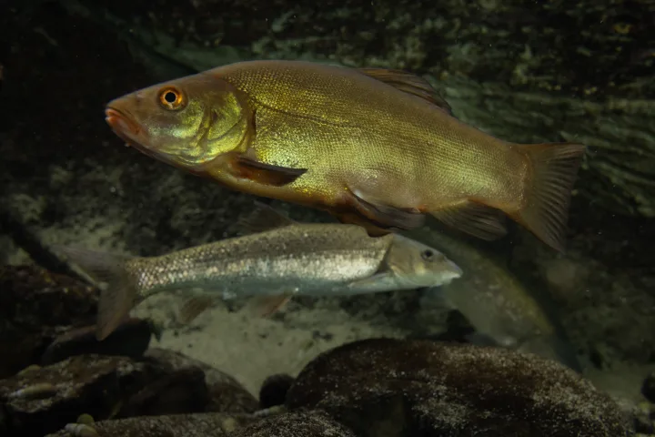 Mejor época para la pesca de la tenca