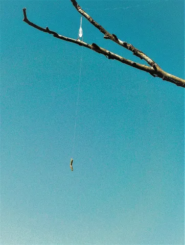 Cebos naturales para surfcasting