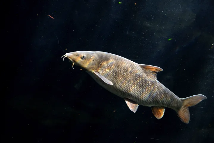 Barbo y tenca: las especies autóctonas con cupo limitado
