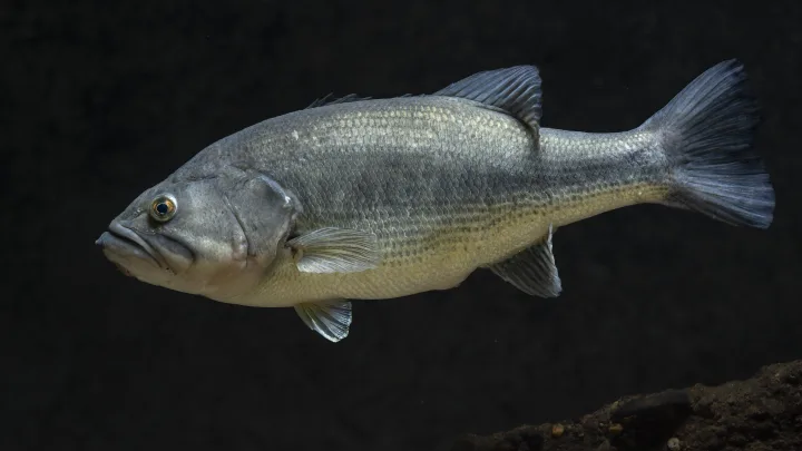 Especies exóticas invasoras: lucio y black bass