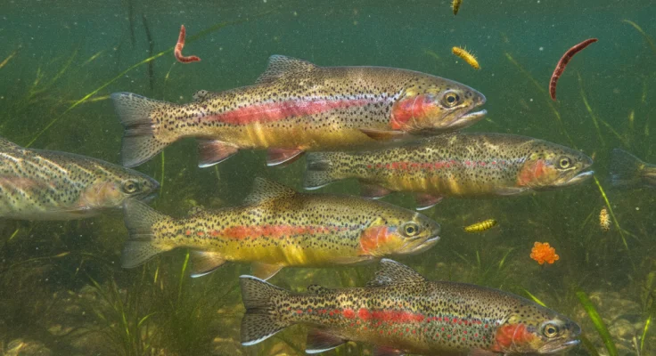 Cebo para Pesca de Trucha: Guía Completa 2026