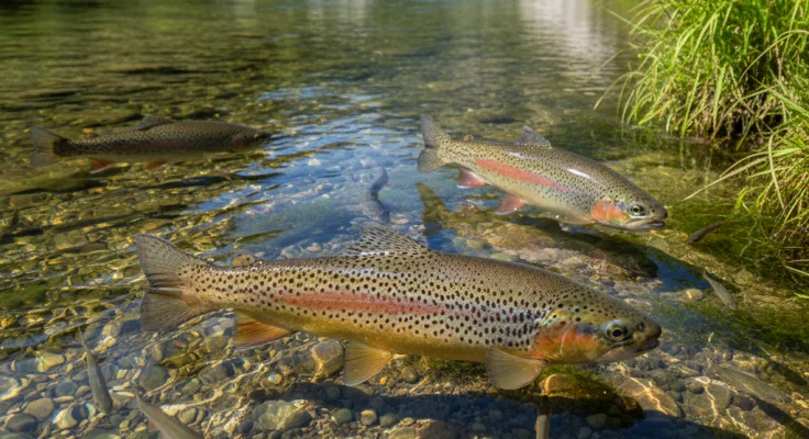 Cómo Pescar Truchas en Ríos de España: Técnicas y Consejos