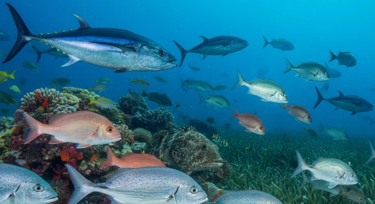Especies de Pesca en el Mediterráneo: Guía por Temporada
