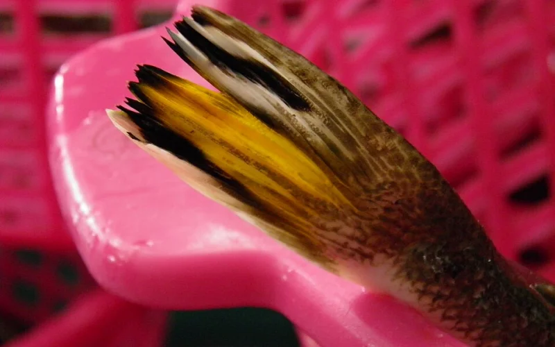 Aleta caudal — Anatomía