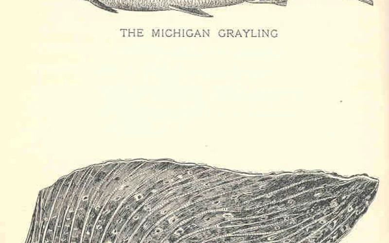 Aleta dorsal — Anatomía