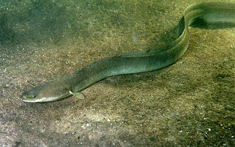 Anguila — Especies