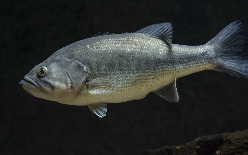 Black bass — Especies