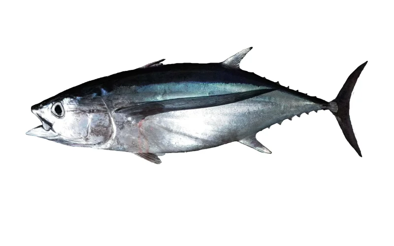 Bonito del norte — Especies