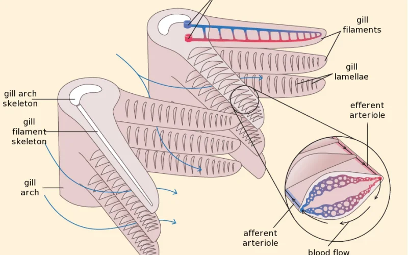 Branquias — Anatomía