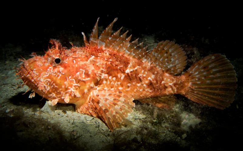 Cabracho — Especies