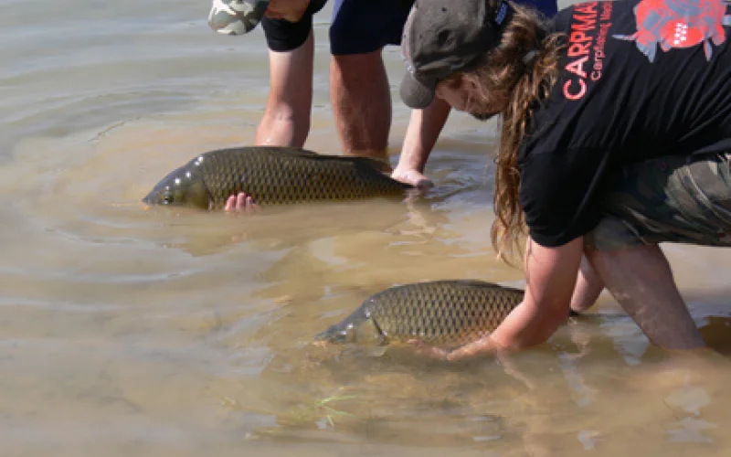 Captura y suelta — Normativa