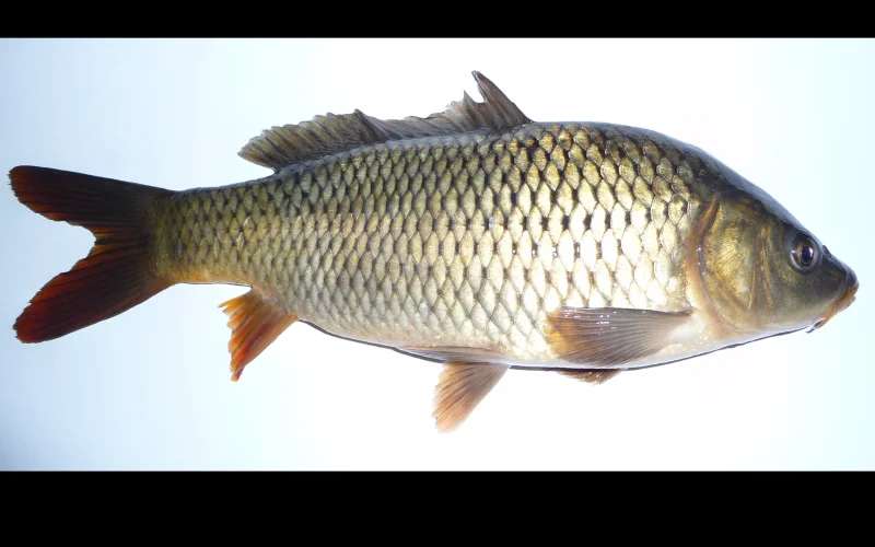 Carpa común — Especies