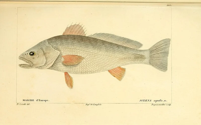 Corvina — Especies