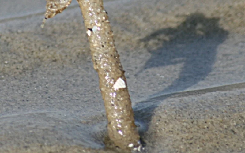 Gusano de mar — Cebos y señuelos