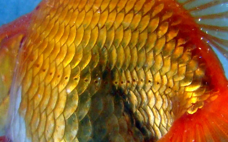 Línea lateral — Anatomía