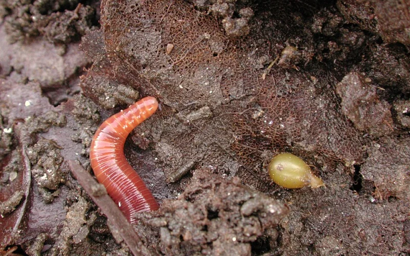 Lombriz californiana — Cebos y señuelos