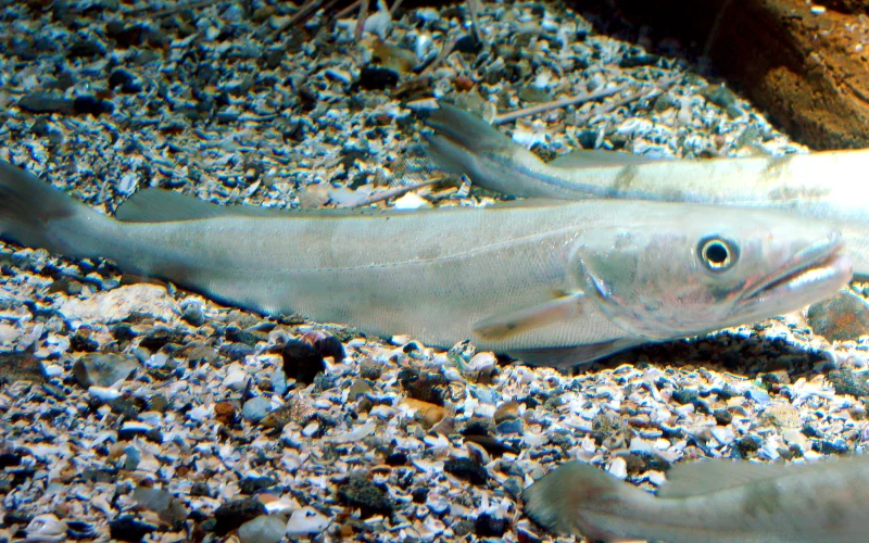 Merluza — Especies