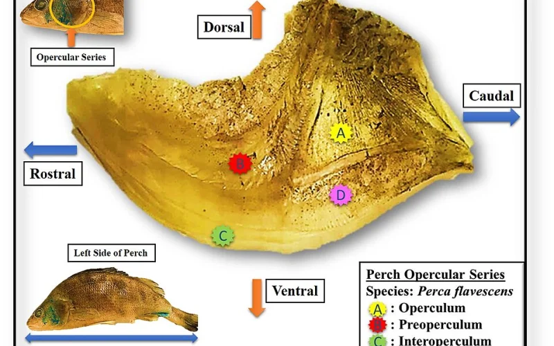 Opérculo — Anatomía