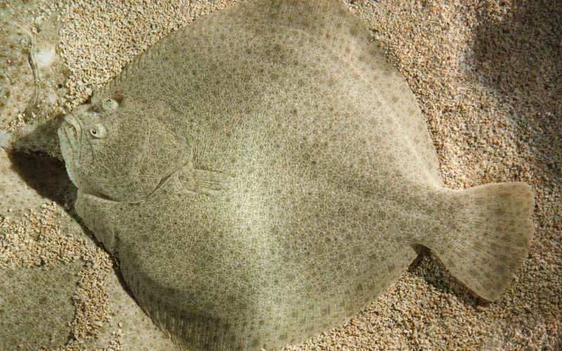 Rodaballo — Especies