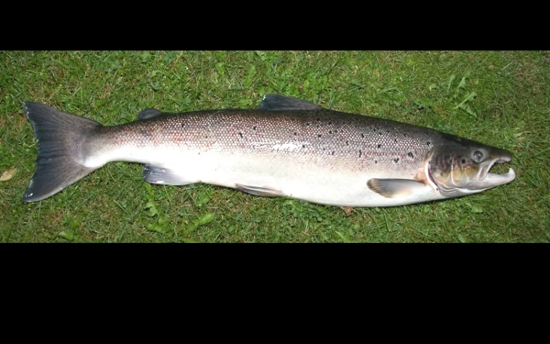 Salmón atlántico — Especies