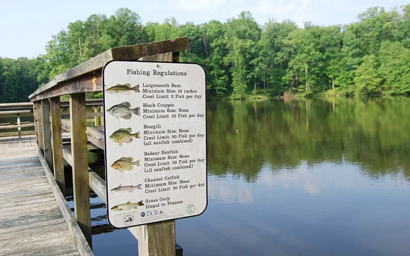 Talla mínima — Normativa