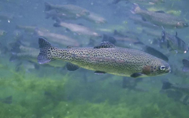 Trucha arcoíris — Especies