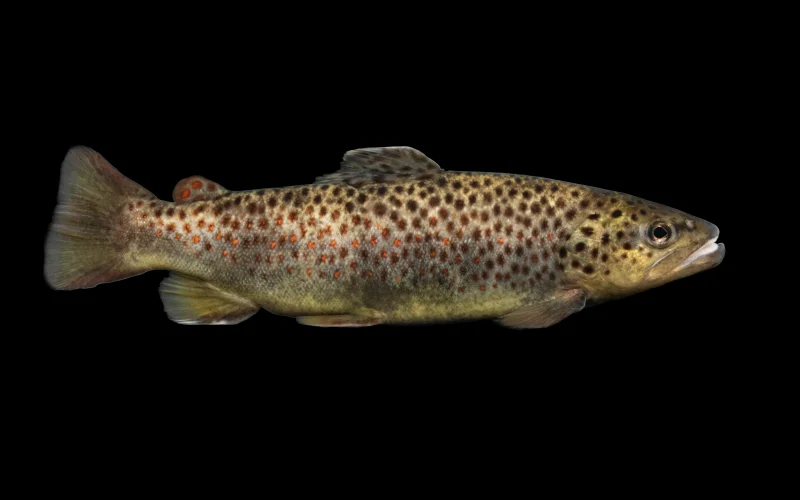 Trucha común — Especies