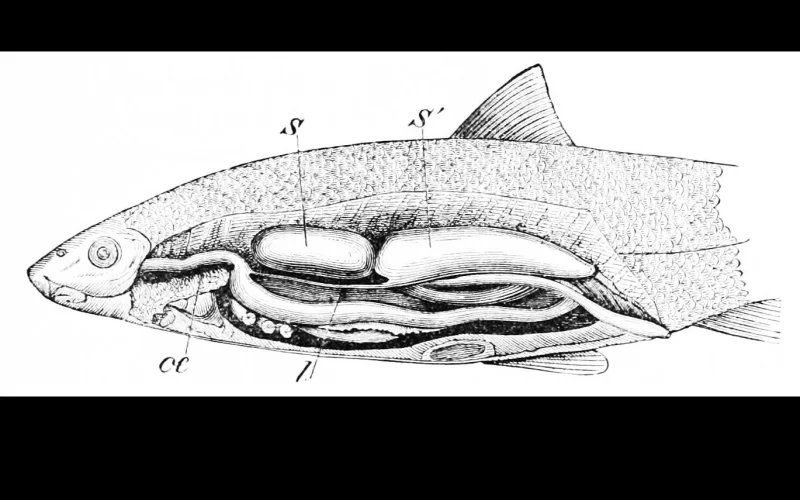 Vejiga natatoria — Anatomía